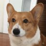 にゃると profil fotoğrafı
