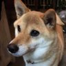 橋本りん（アカウント移転） profil fotoğrafı
