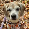 Mother of Beagles's profile picture