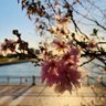 モル🍀いのりまち町民 profil fotoğrafı