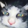 Zapex's profile picture