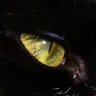 Lart Arty's profile picture