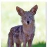 Coyote profil fotoğrafı