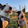 Stevie & the rescue bullies ็ๅคดๅ