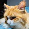 Profilbild von 海隅😺