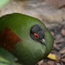 PhoenixZZ profil fotoğrafı