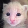 猫形うーぱーるーぱー🥀 profil fotoğrafı