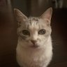Фото профиля ねこ🇯🇵