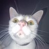 Фото профиля meow