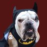 Batdawg profil fotoğrafı