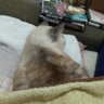ちーこ's profile picture
