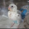 Фото профиля ふわふわふー