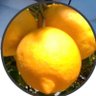 Limoncello🍋 的头像