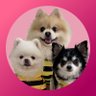 ポメラニアンのにんじゃ家's profile picture