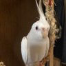 れいこ 的头像