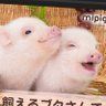生姜焼き 的头像