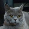 Profilbild von tetsu roku
