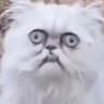 zandy's profile picture