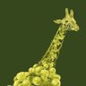 lankeygrape's profile picture