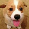 老特's profile picture