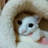 Profilbild von 🍋ゆりモモ🐱