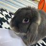 たまぽち profil fotoğrafı