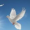 بن حاردان's profile picture