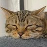 Profilbild von もふもふ