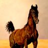 Profilbild von Husayn Sharif