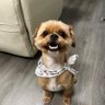 Chewy profil fotoğrafı
