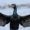 アバディ修行中の能登海鳥貴族 profil fotoğrafı