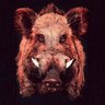 Profilbild von Elon Tusk