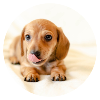 Dachshund Lovers Club's profile picture