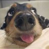 espírito do andarilho's profile picture