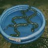 SNAKE POOL 🎶 的头像