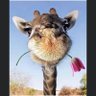 Lola's profile picture