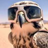 abu Feisal profil fotoğrafı