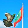 Hassaan Hameed's profile picture