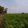 مانو مانو profil fotoğrafı