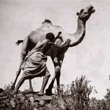 Abo_Ubaidah9's profile picture