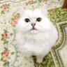 Фото профиля RAI🐾