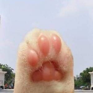 Dr.Cat's profile picture