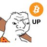 tulips trader 的头像
