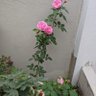 TamarindBall 的头像