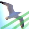霜月 profil fotoğrafı
