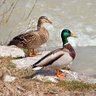 Profilbild von Electric Duck