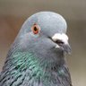 bigchicken's profile picture
