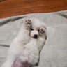 Gab profil fotoğrafı