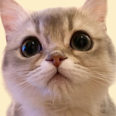 ニコ🐾ミア🐱体格差兄妹's profile picture