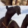 عبد الرحمن 的头像